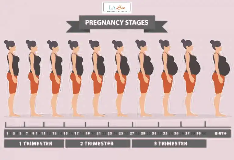 First Trimester (Weeks 1–12): Early Changes You Might Not Notice Bradford